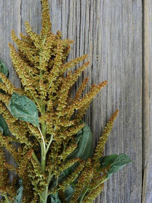 UPRIGHT GOLD AMARANTHUS